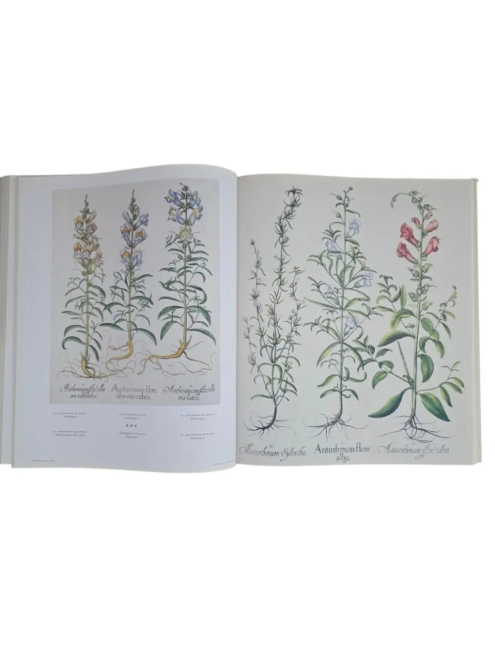 The Book of Plants: The Complete Plates Taschen 25th Anniversary Besler HCDJ